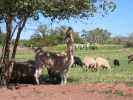 PICTURES/Hubbell Trading Post Historic Site/t_Hubbell - Sheep & Llama2.JPG